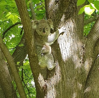 IMG 5972 Cropped 320p
